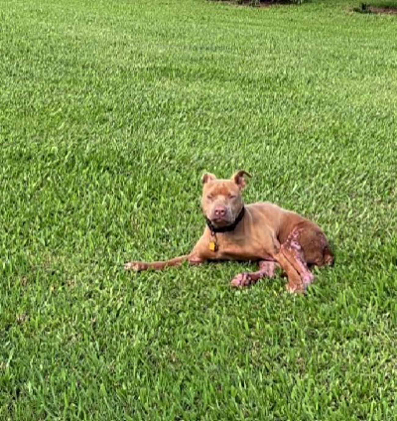 cagnolina sul prato