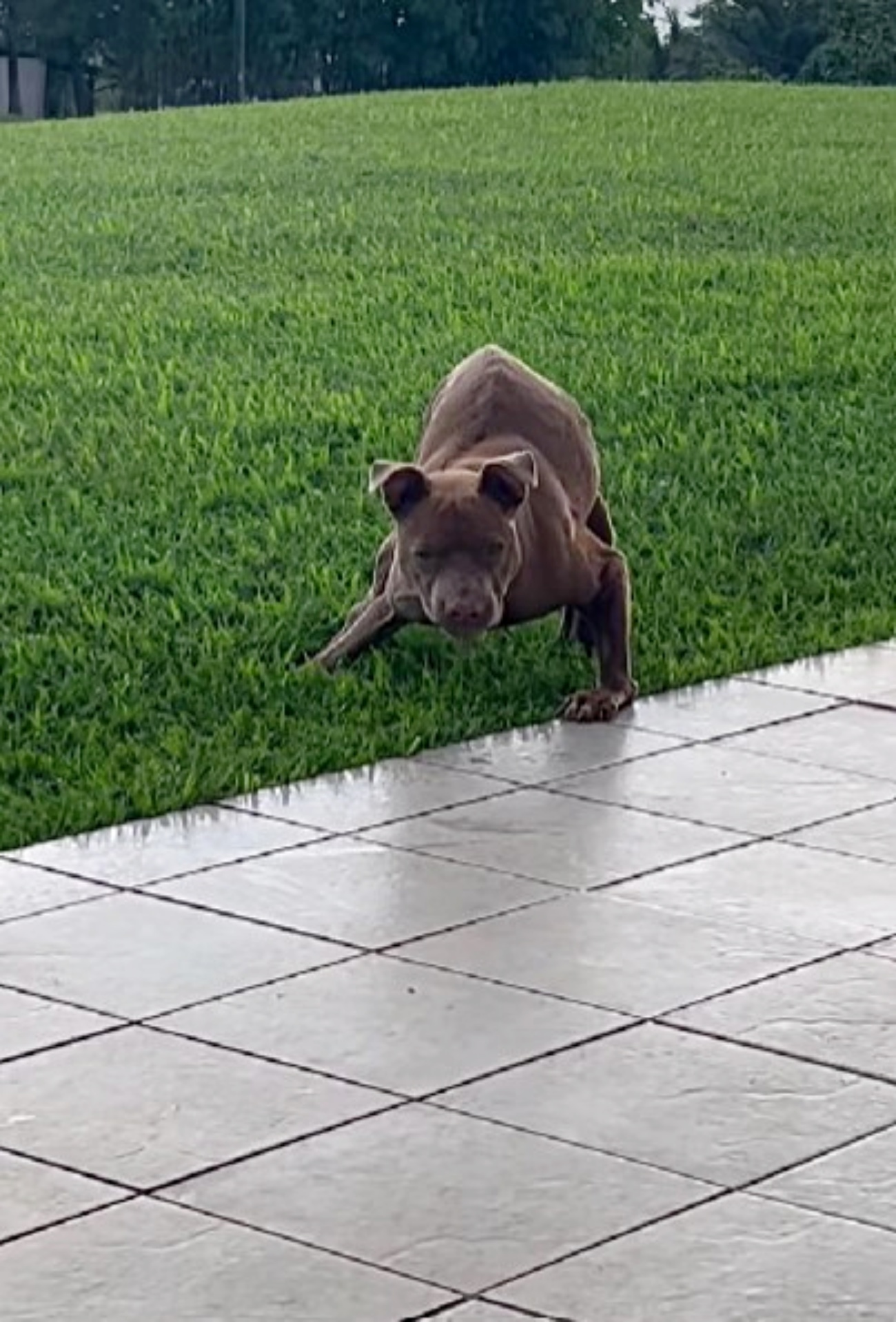 cagnolina