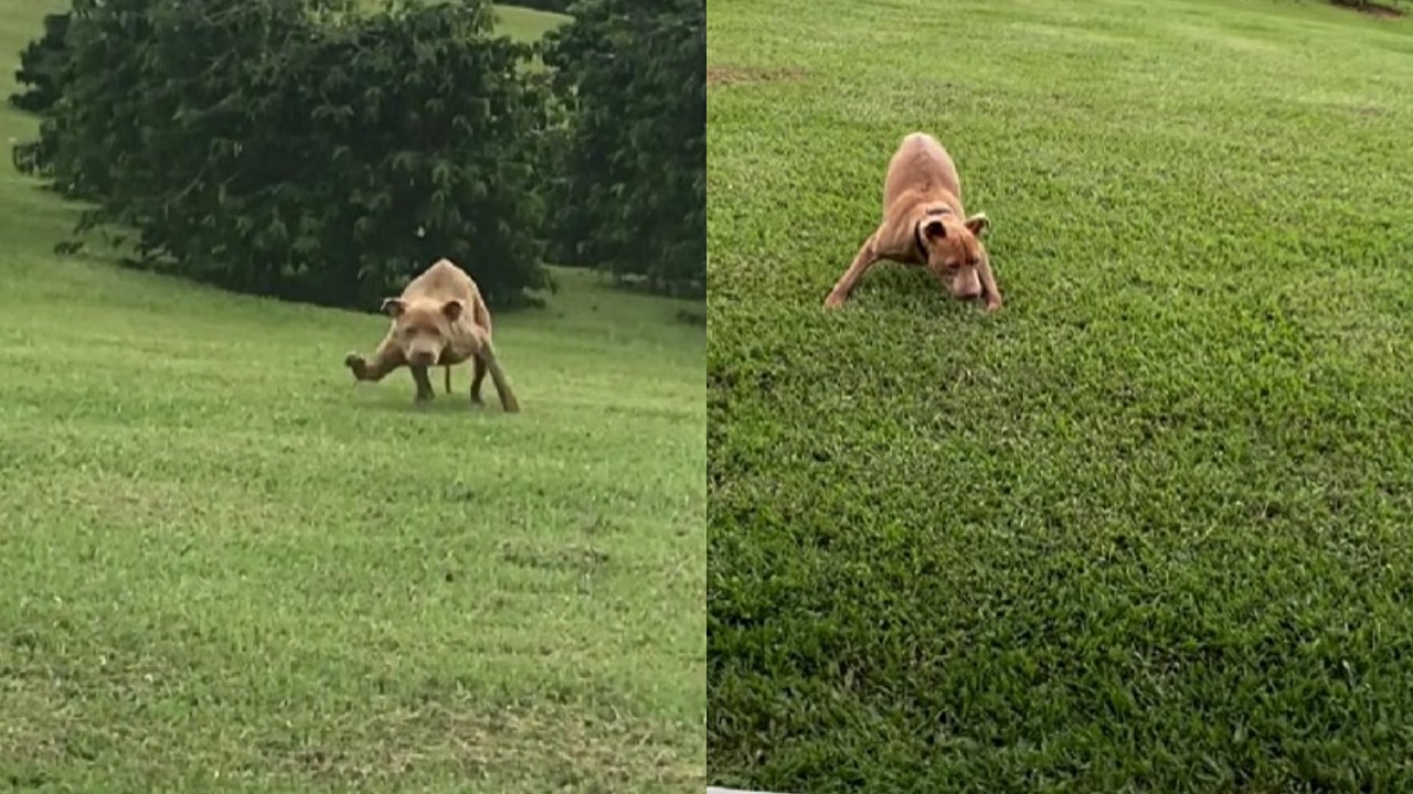 cagnolina disabile