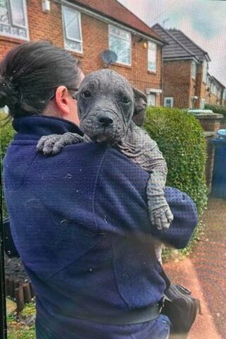 La cagnolina trovata in condizioni orribili, è rinata grazie ai volontari