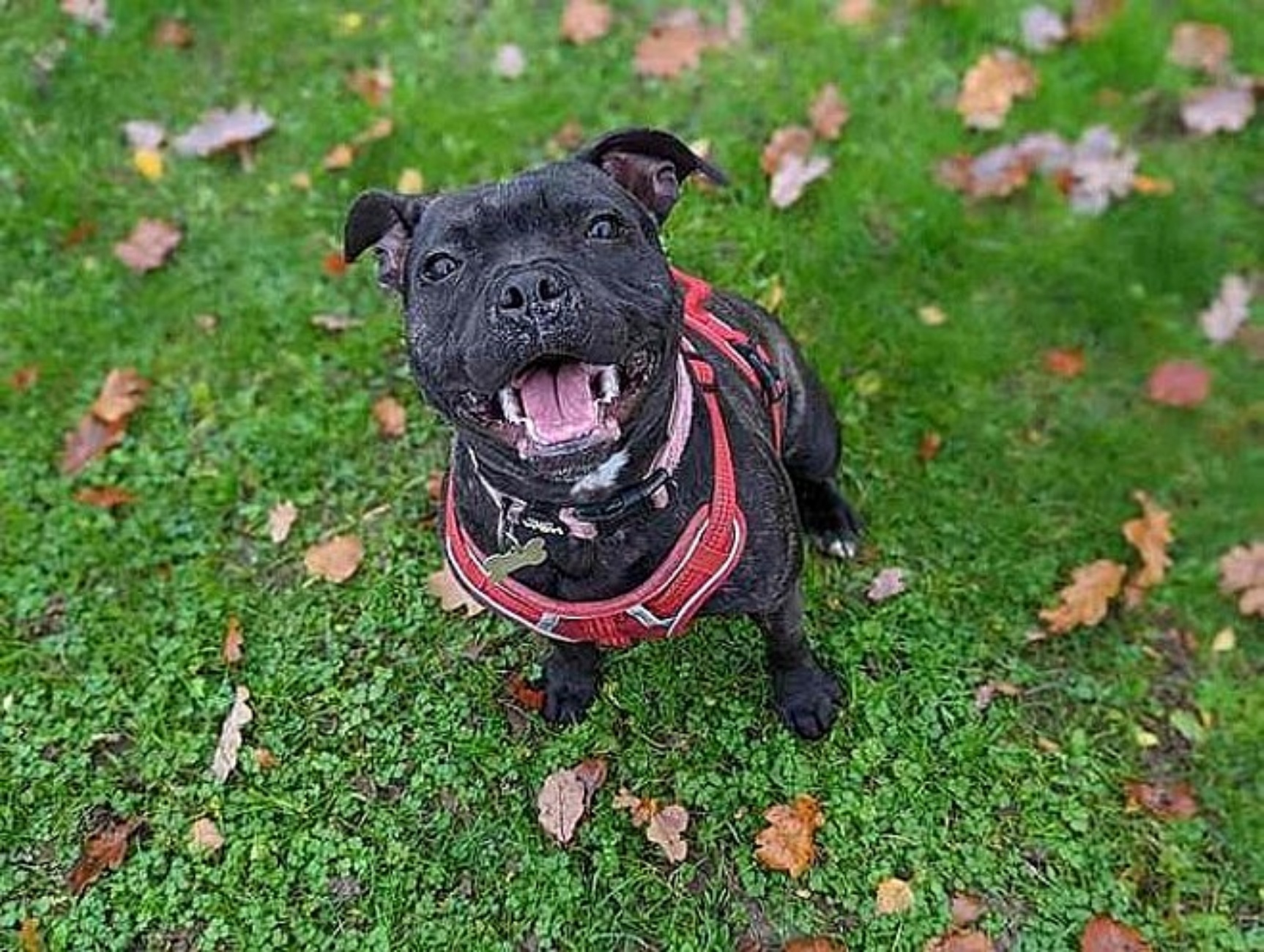 cagnolina 