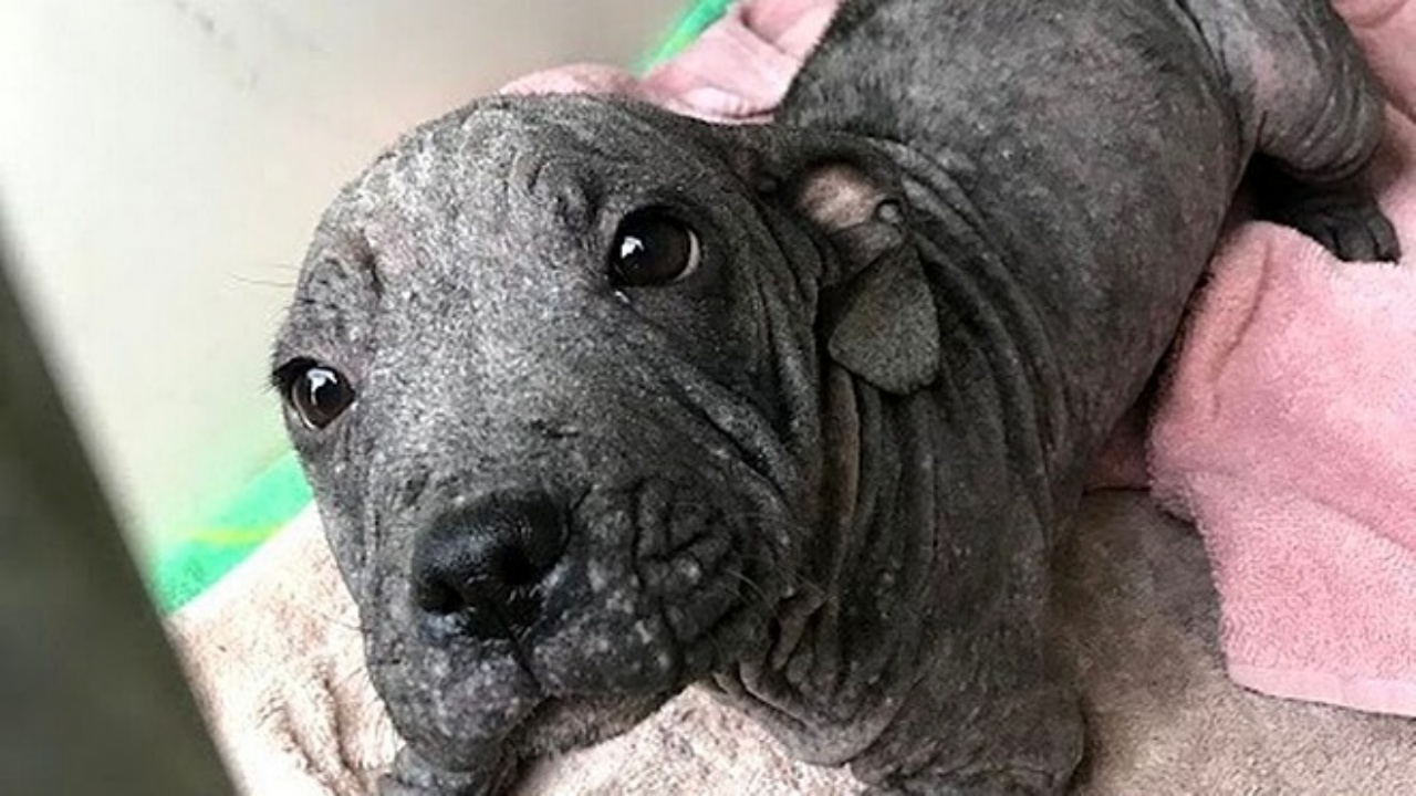 cagnolina senza pelo