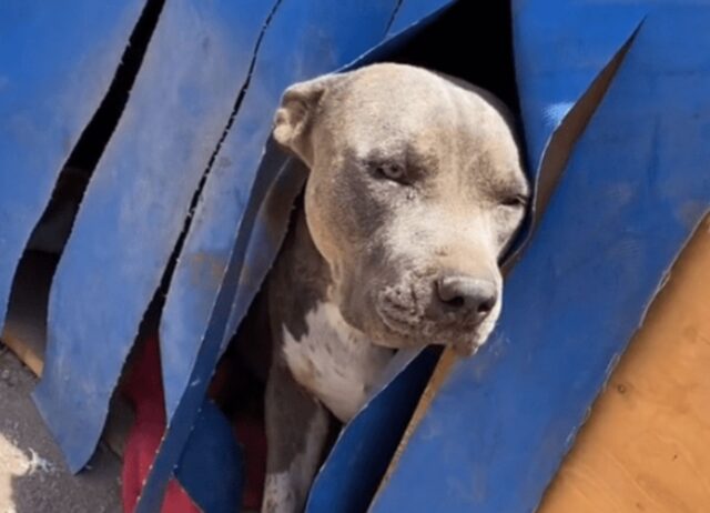 La sua famiglia le ha costruito una casetta personalizzata e ora la cagnolina non vuole più uscire