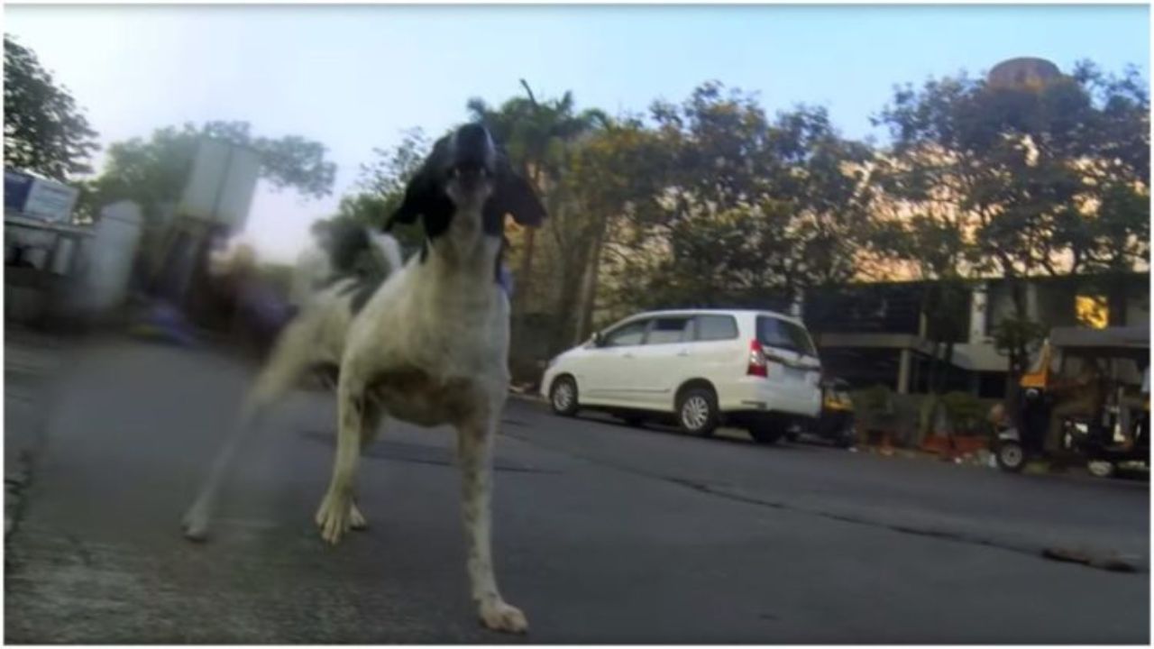 cane randio ripreso da una videocamera