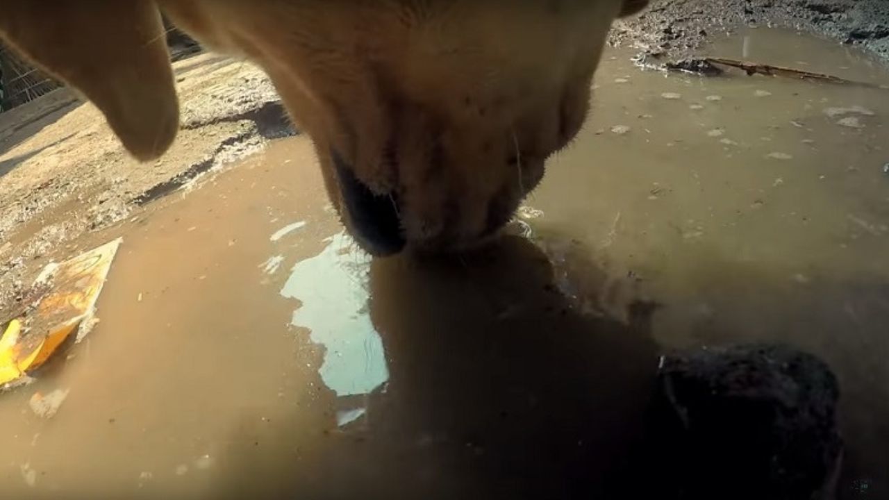 cane beve dalle pozzanghere