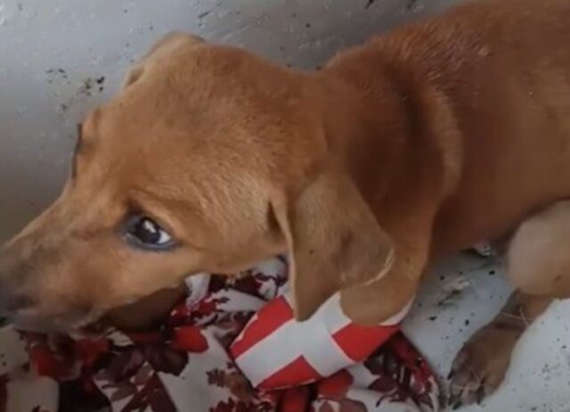 Lo hanno trovato con una zampa rotta: questo cane è stato salvato e ha evitato la peggiore delle sorti