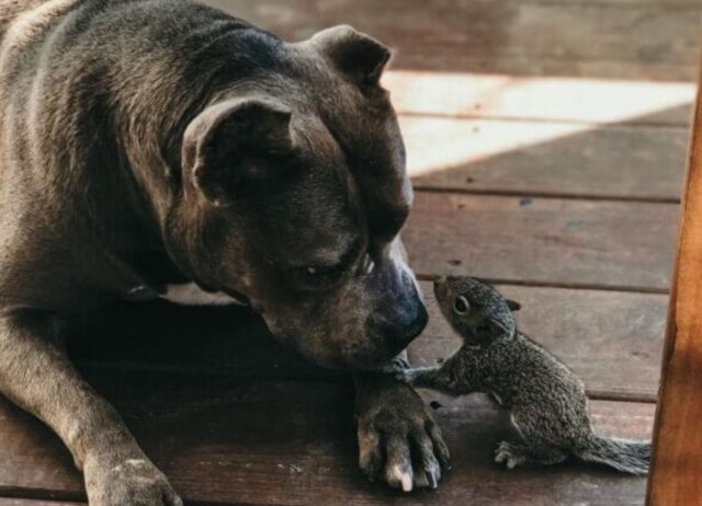 Lo scoiattolo incontra la mamma più dolce che ci sia: una mamma Pitbull che lo amerà per sempre