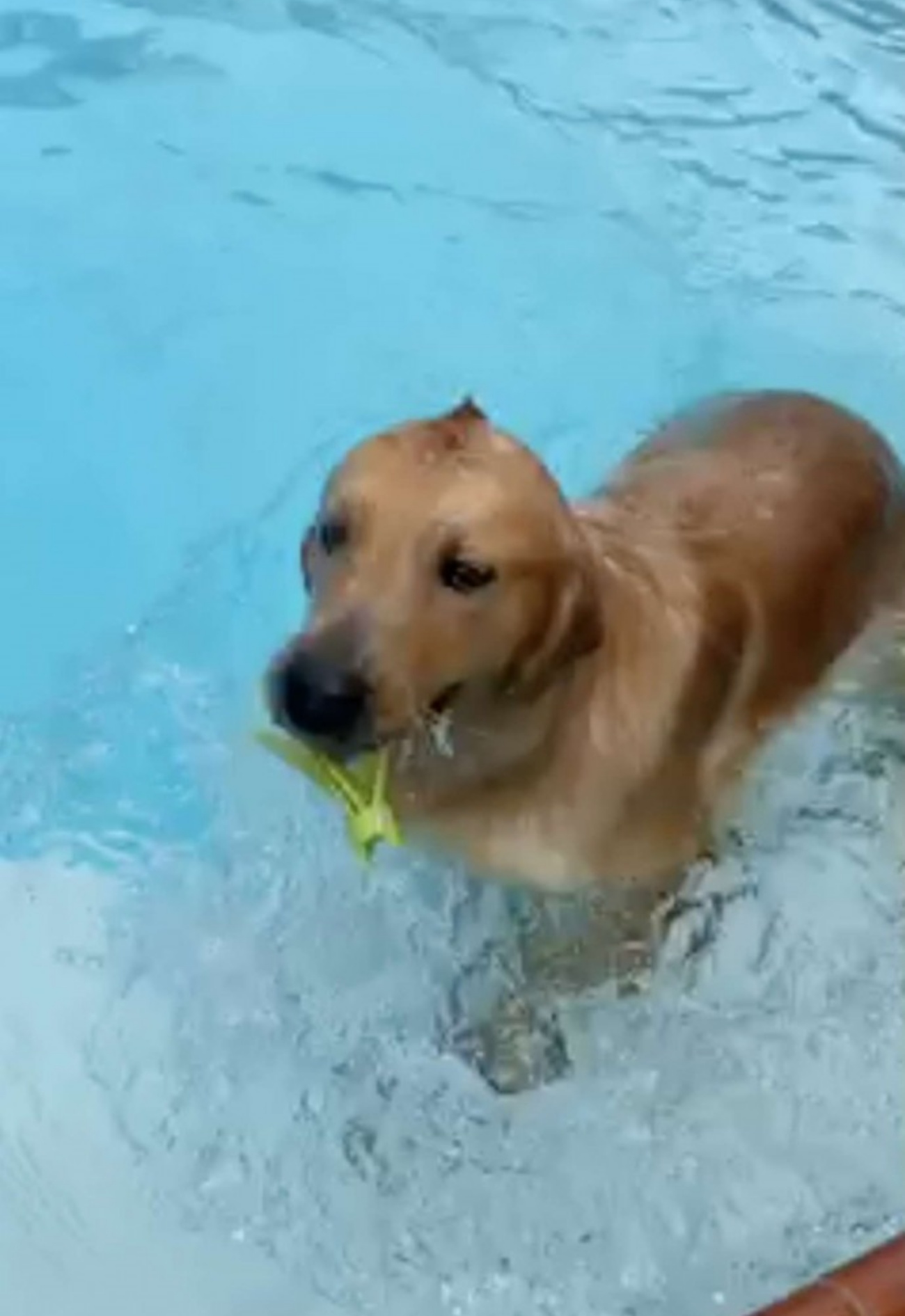 Golden Retriever in acqua