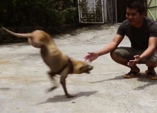 Nato senza le zampe posteriori, questo cane impara a stare in equilibrio grazie al suo amico umano