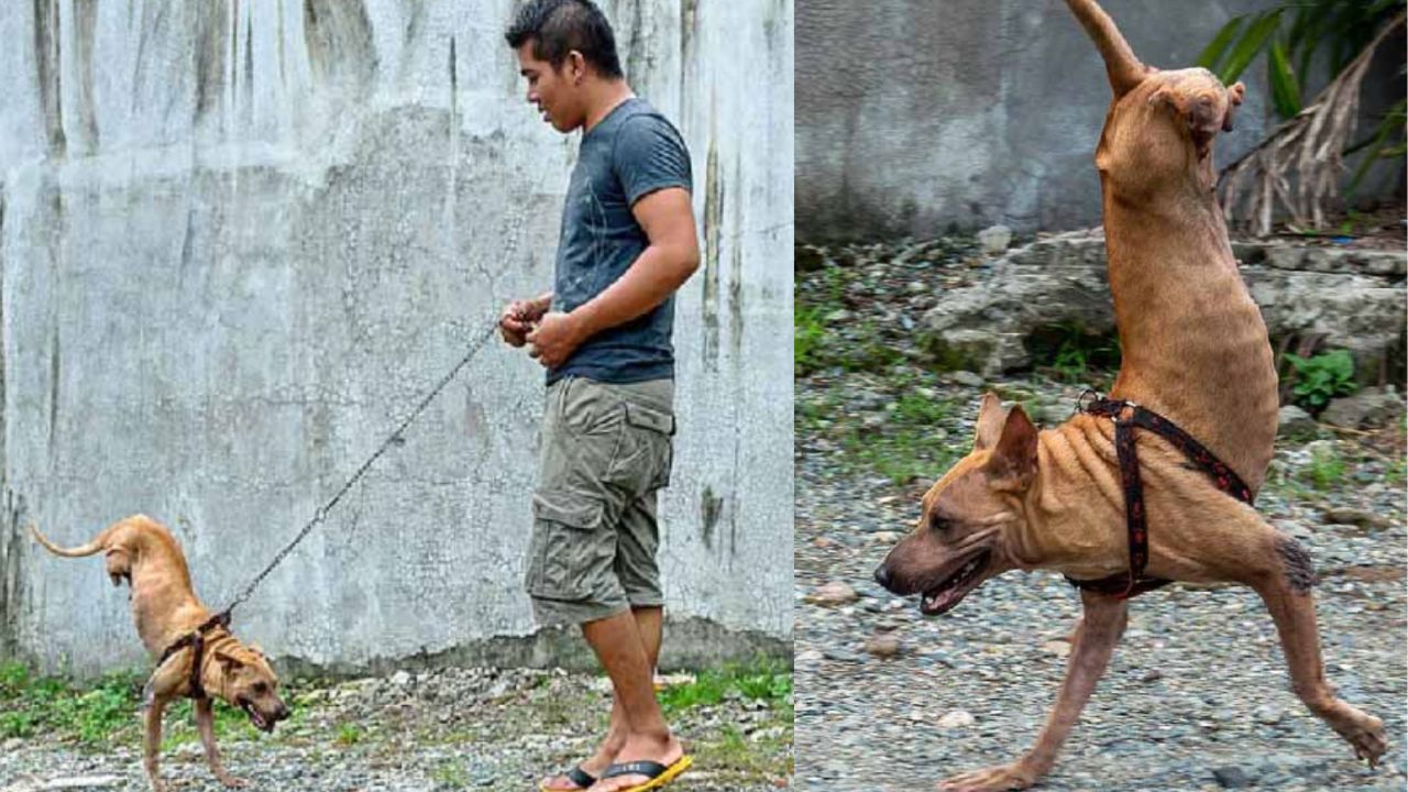 cane riesce a camminare grazie al suo amico