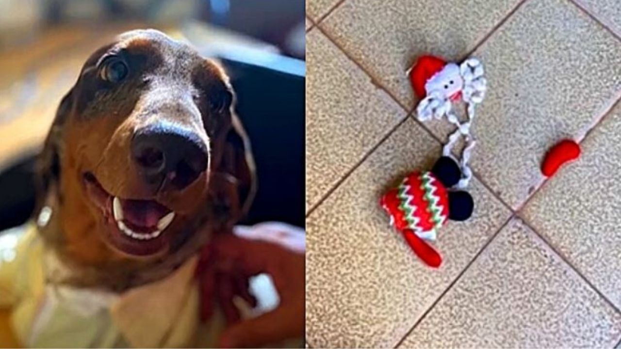 Cane di nome Nescau che sorride e delle decorazioni natalizie rotte