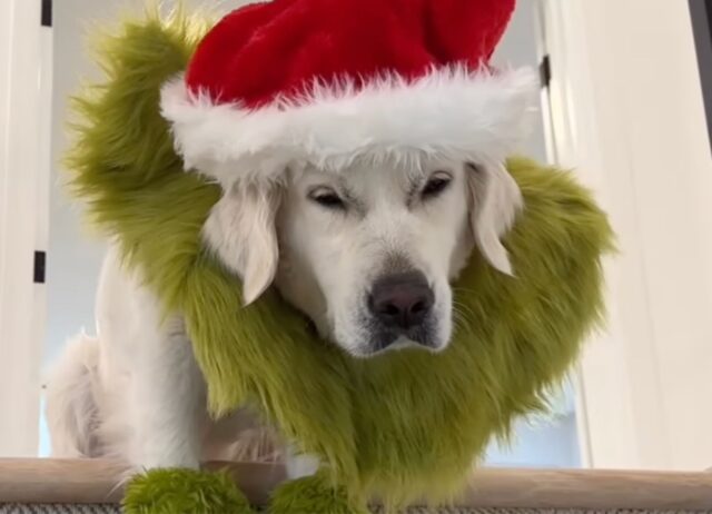 No, questo cane non è esattamente felice di aver indossato costumi a tema natalizio