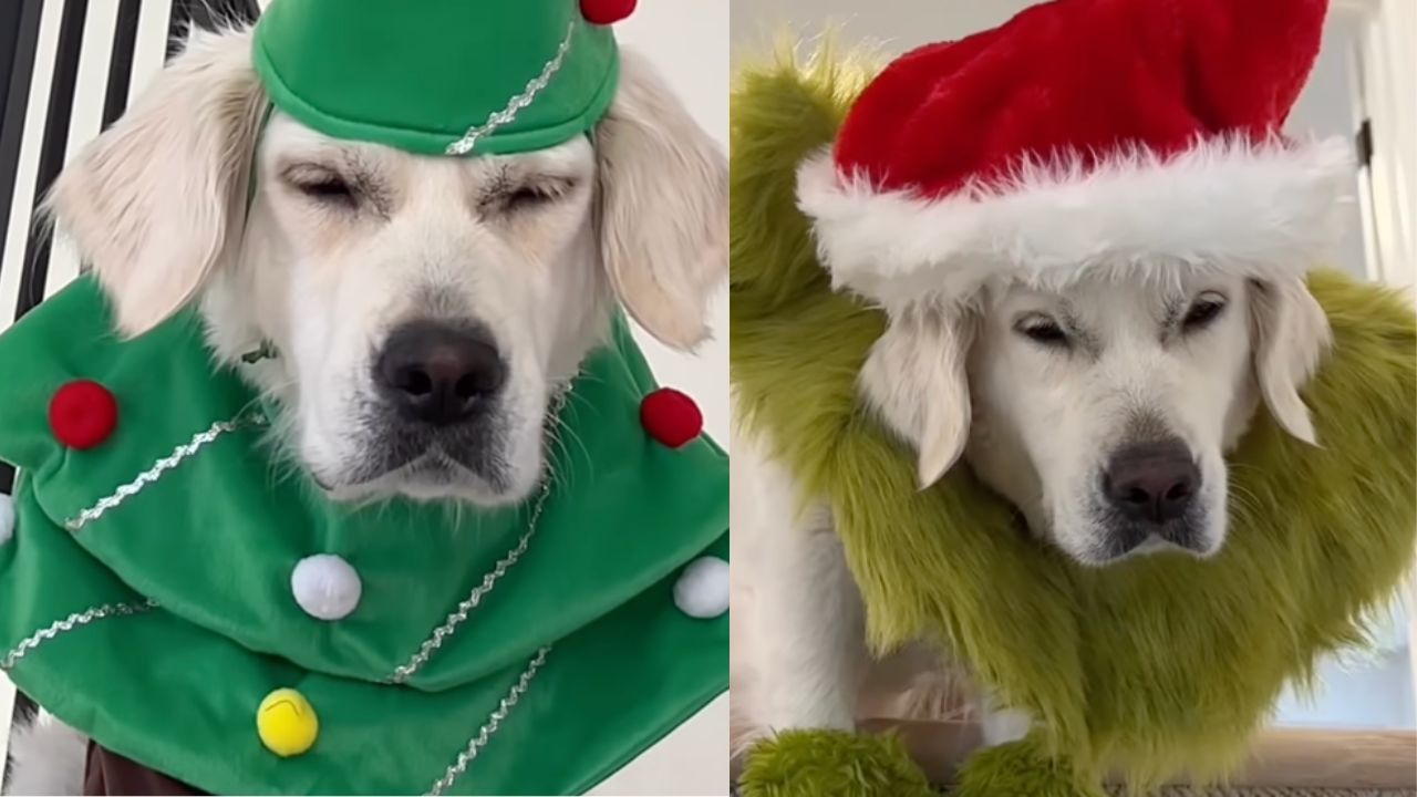 cane vestito da albero di natale