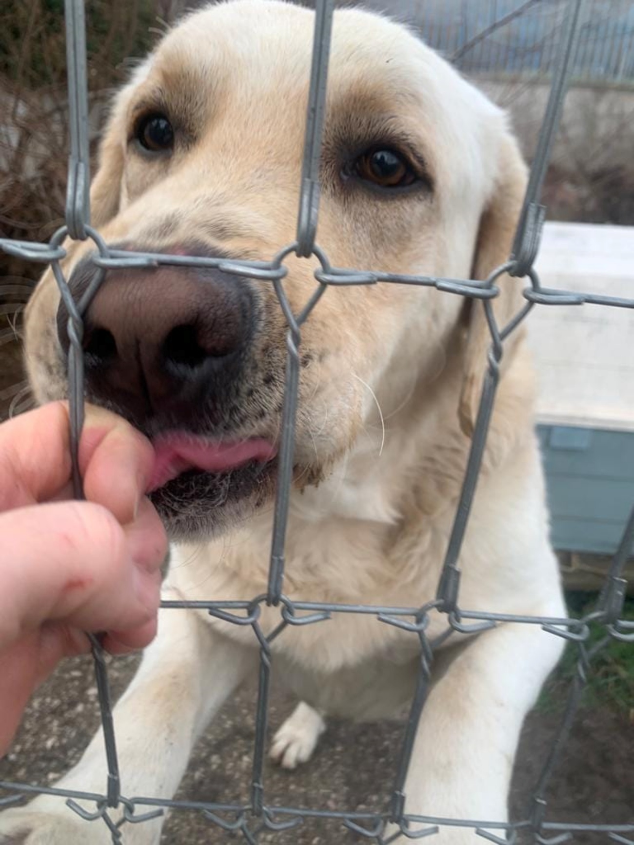 cane dentro recinzione 