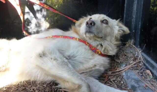 Picchiato e preso a calci, ora questo cane ha finalmente una casa piena d’amore