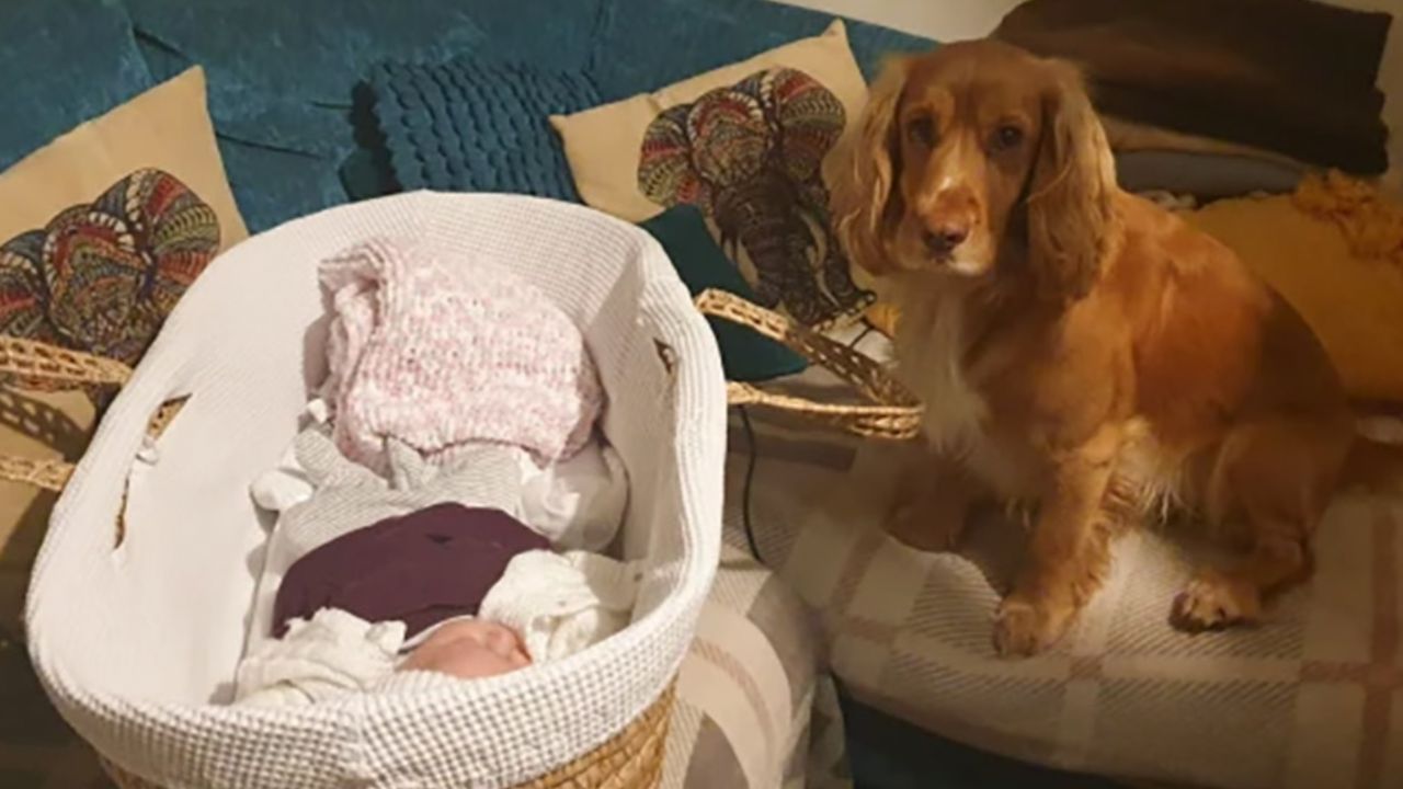 una cagnolina apprensiva