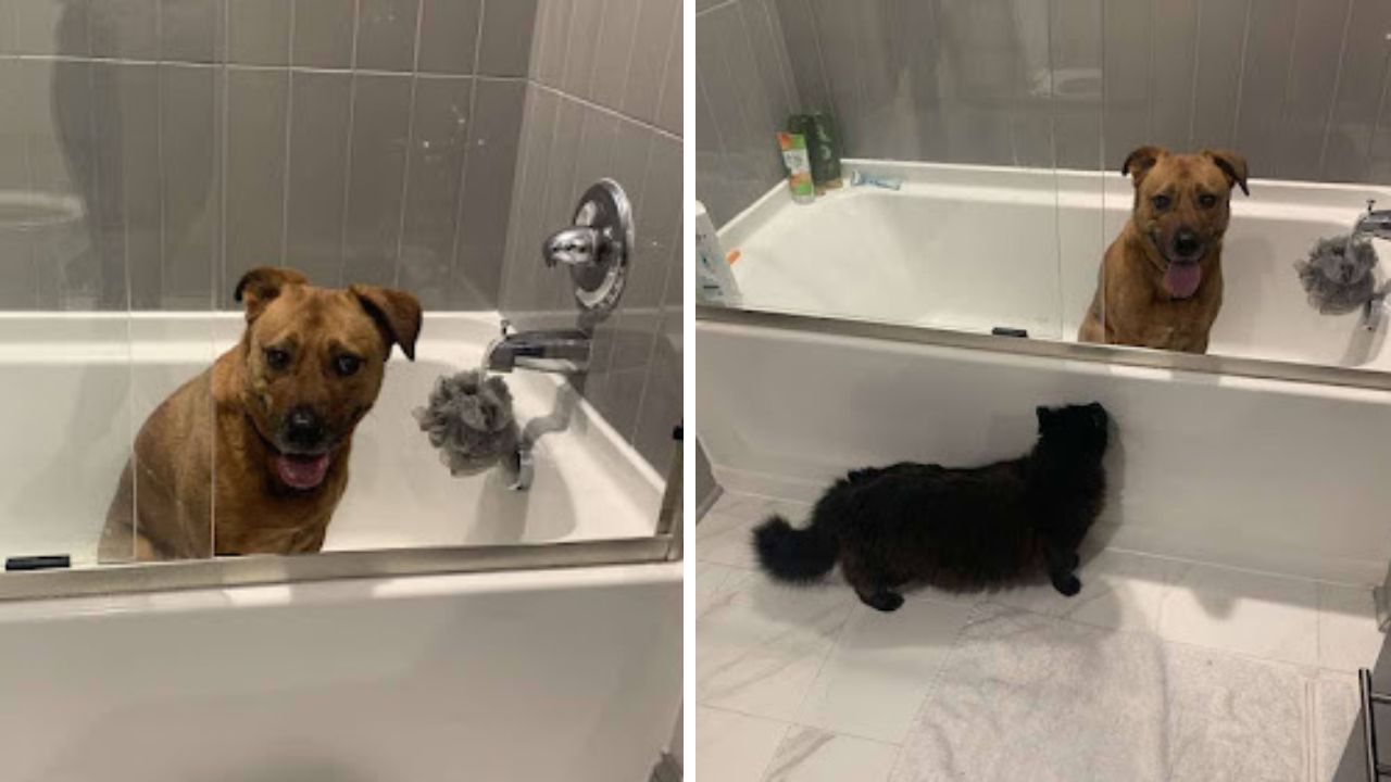 gatto supporta il cane durante il bagno