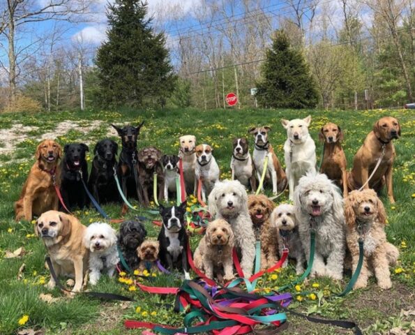 Questa dog-sitter ha deciso di fare una cosa speciale: scatta una foto di tutti i suoi clienti, ogni giorno