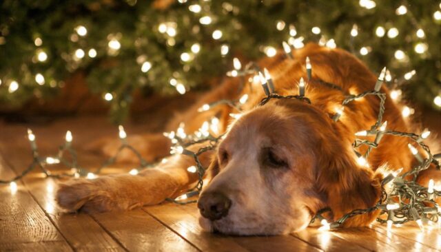 Queste sono le marachelle più comuni che cani e gatti commettono a Natale