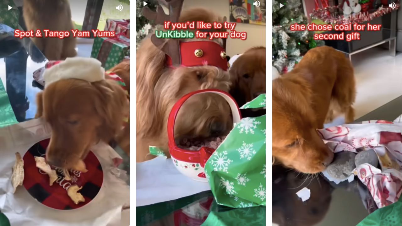 cani scelgono regali di Natale
