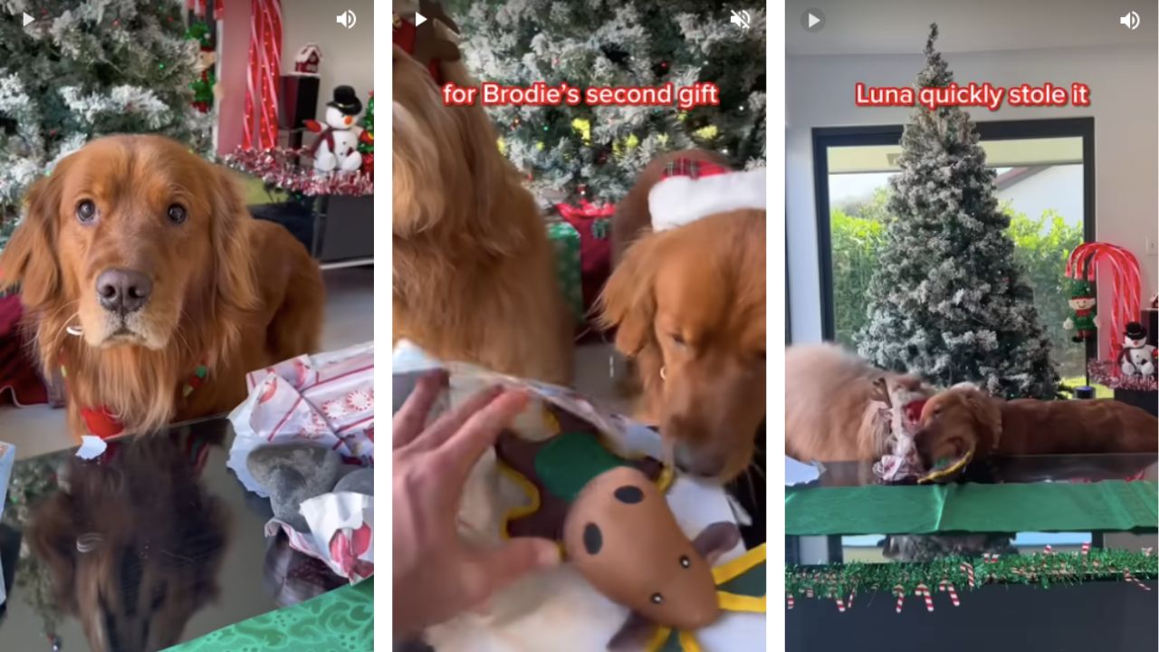 cani scartano regali di Natale