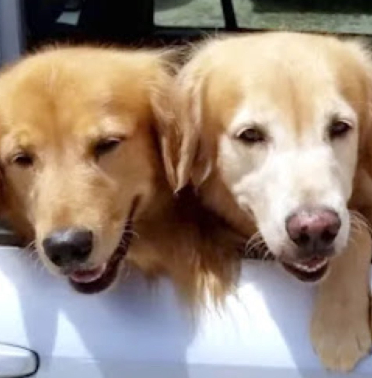 Cani si affacciano dalla macchina