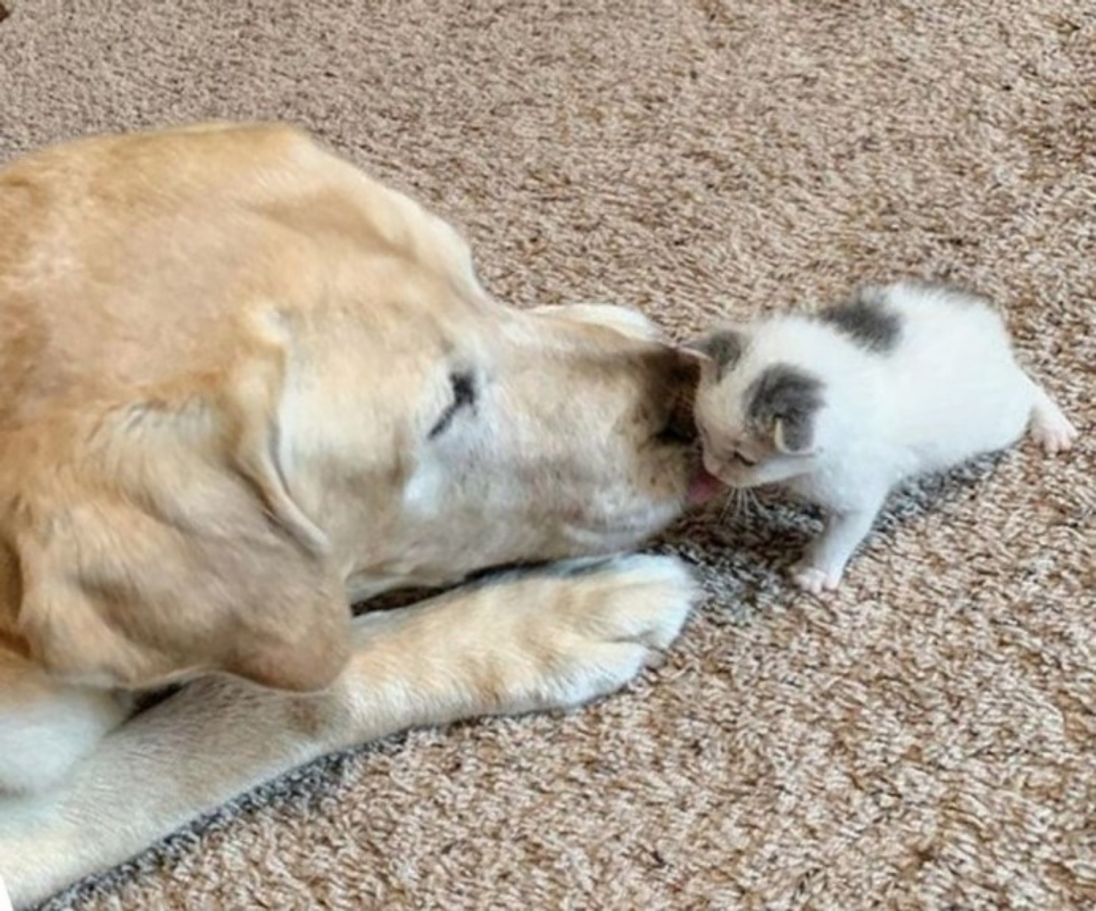 Labrador e gattino