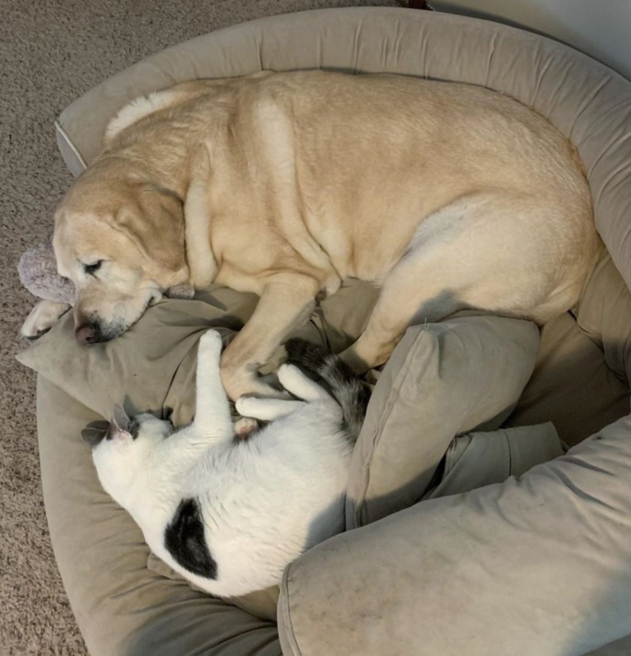 gatto e Labrador