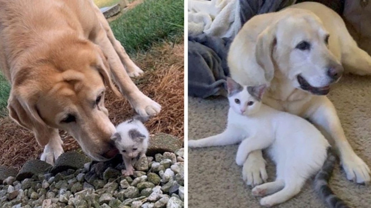 Labrador e gatto