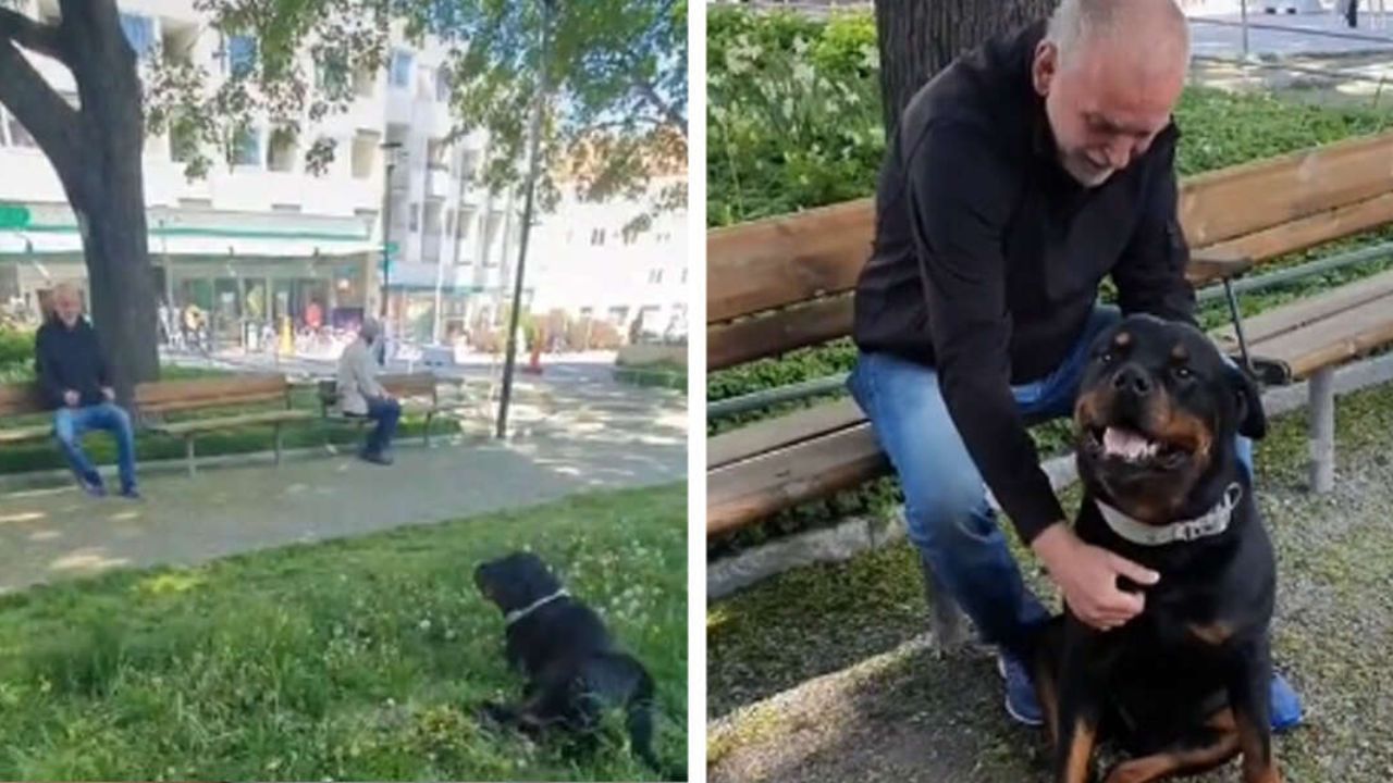 Rottweiler consola sconosciuto