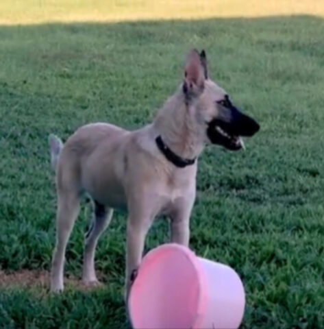 Questo cane adottato da poco ha uno strano giocattolo preferito