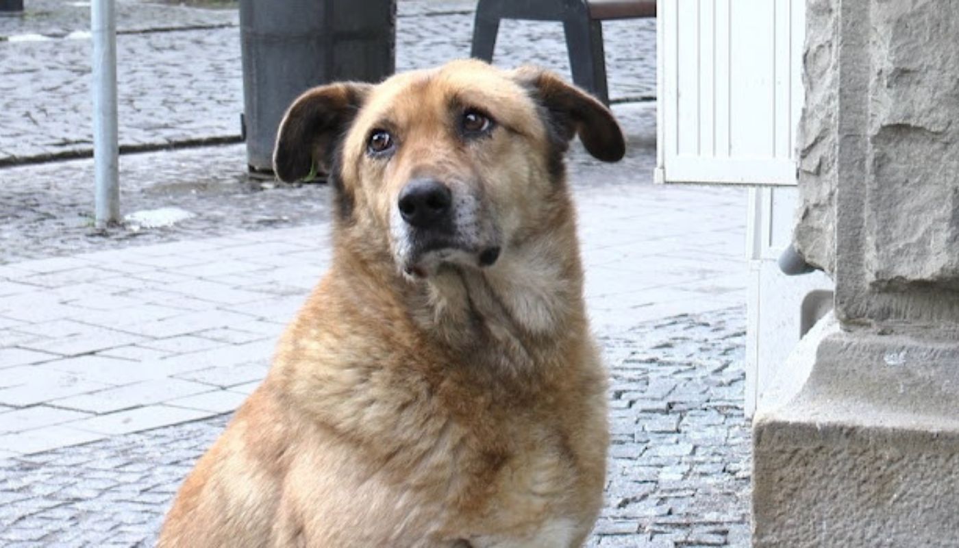 cane portava cibo al padrone senzatetto