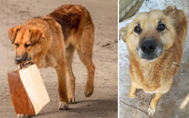 Questo cane andava ogni giorno a prendere una busta piena di cibo e la portava con sé: così un uomo ha deciso di seguirlo