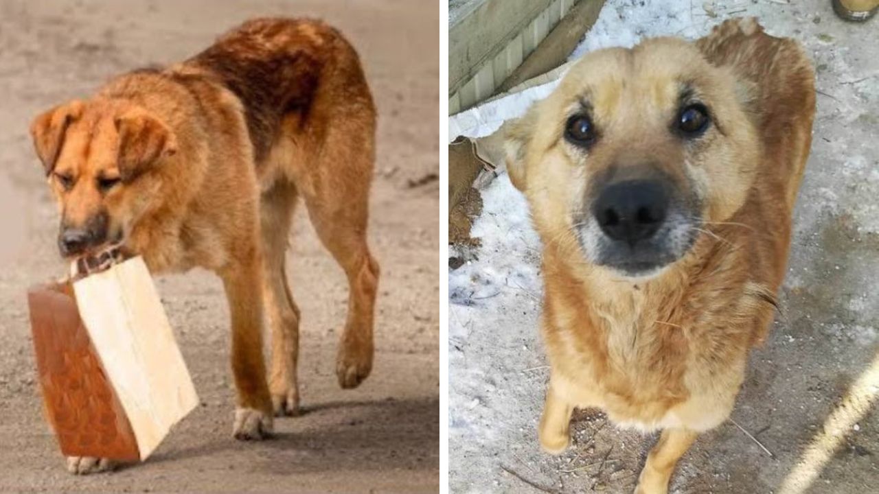 cane porta il cibo al padrone 