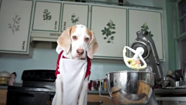 Questo cane ci insegna come cucinare degli ottimi biscotti di Natale