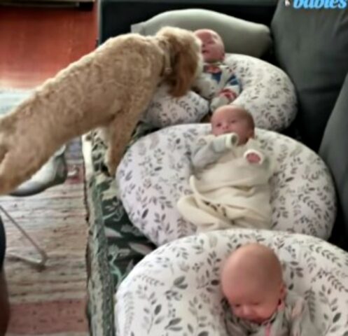 Questo cane è diventato la seconda mamma dei piccoli di casa: tre gemelli di due mesi