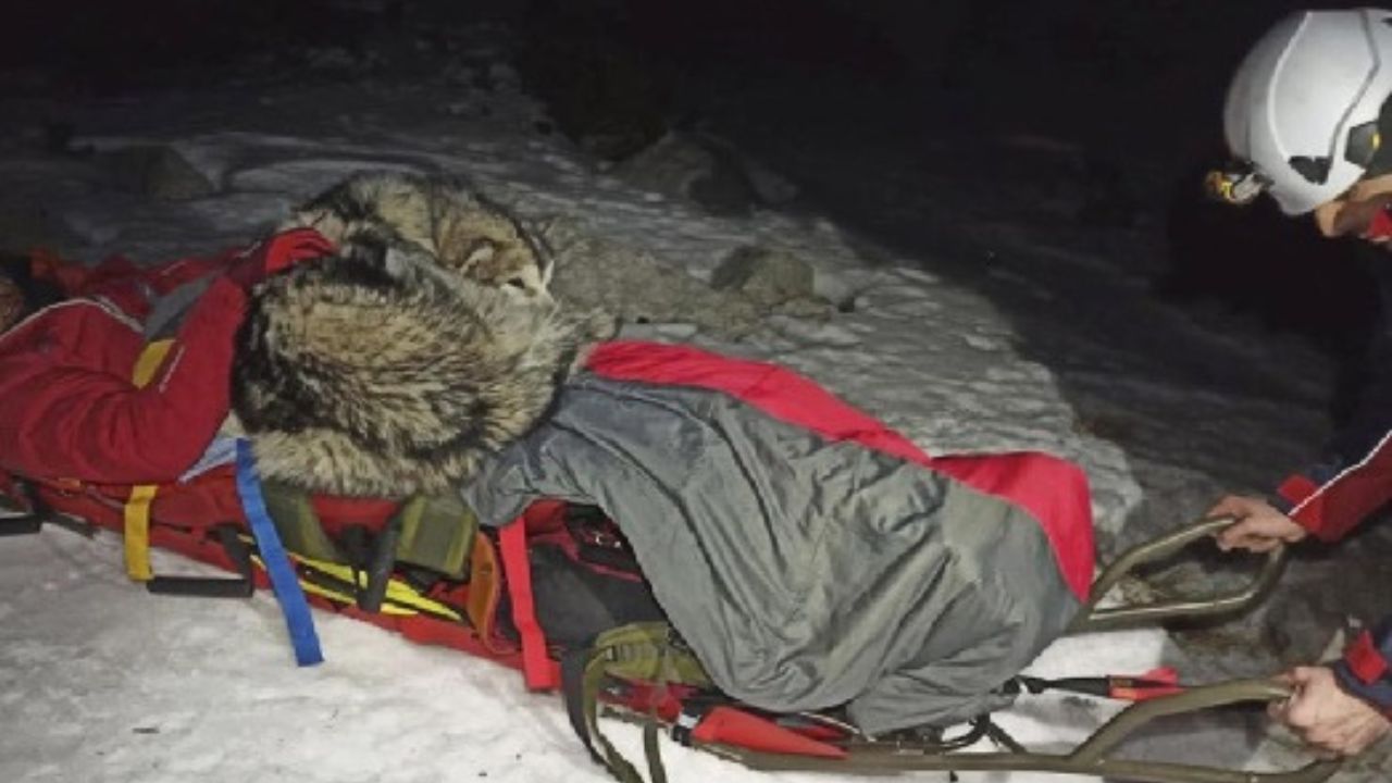 cane protegge il padrone ferito dal freddo