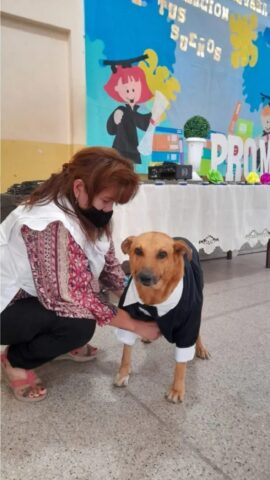 Questo cane randagio è stato premiato per essersi presentato ogni giorno a scuola