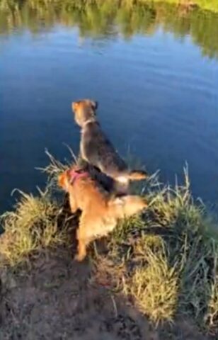 Questo cane vuole far nuotare il suo fratellino nel lago: non ci pensa due volte e lo spinge