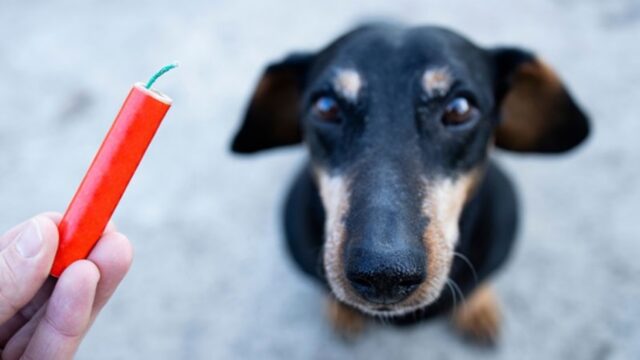 Questo documentario vi farà capire perché i fuochi d’artificio sono pericolosi per i cani