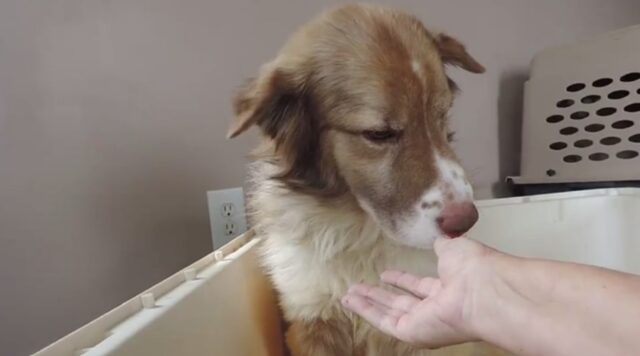 Questo è il momento emozionante in cui un cane maltrattato impara cosa sono le carezze