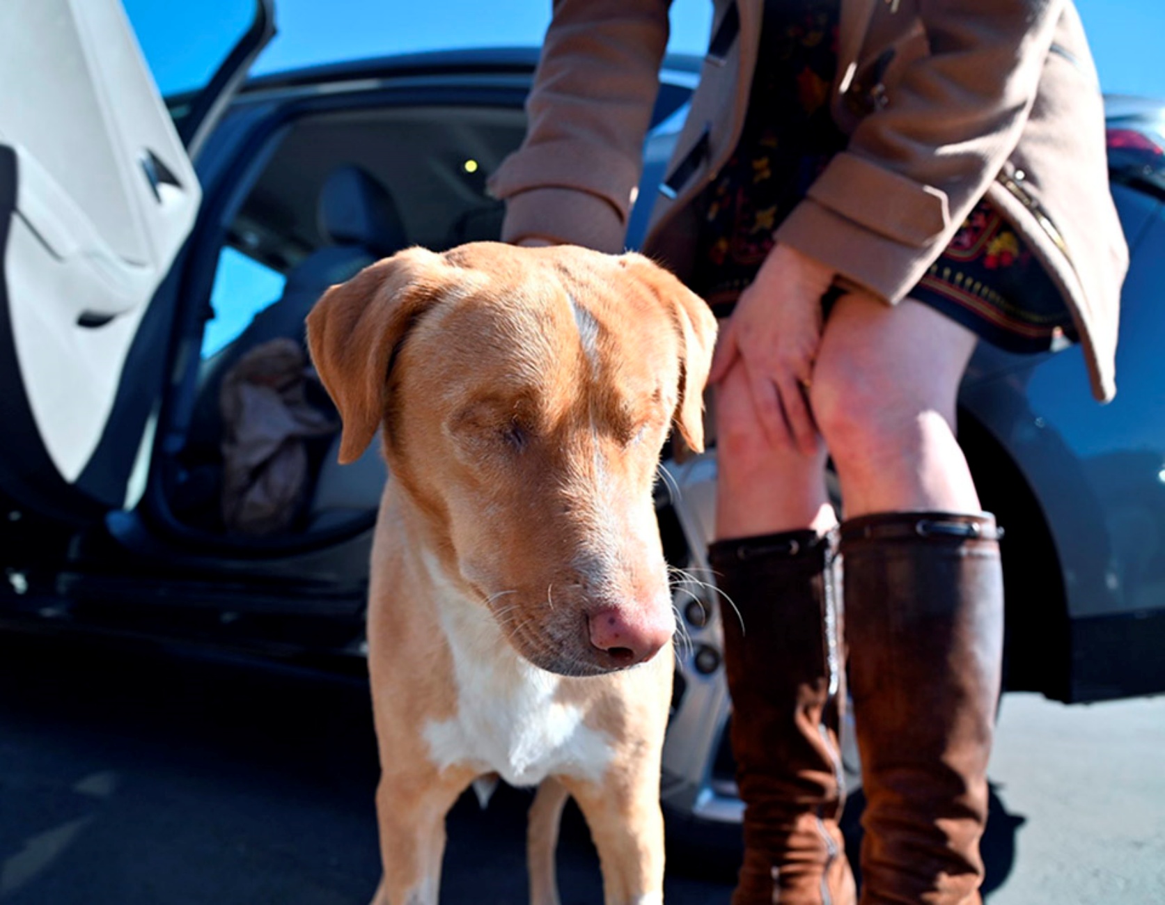 cagnolone cieco