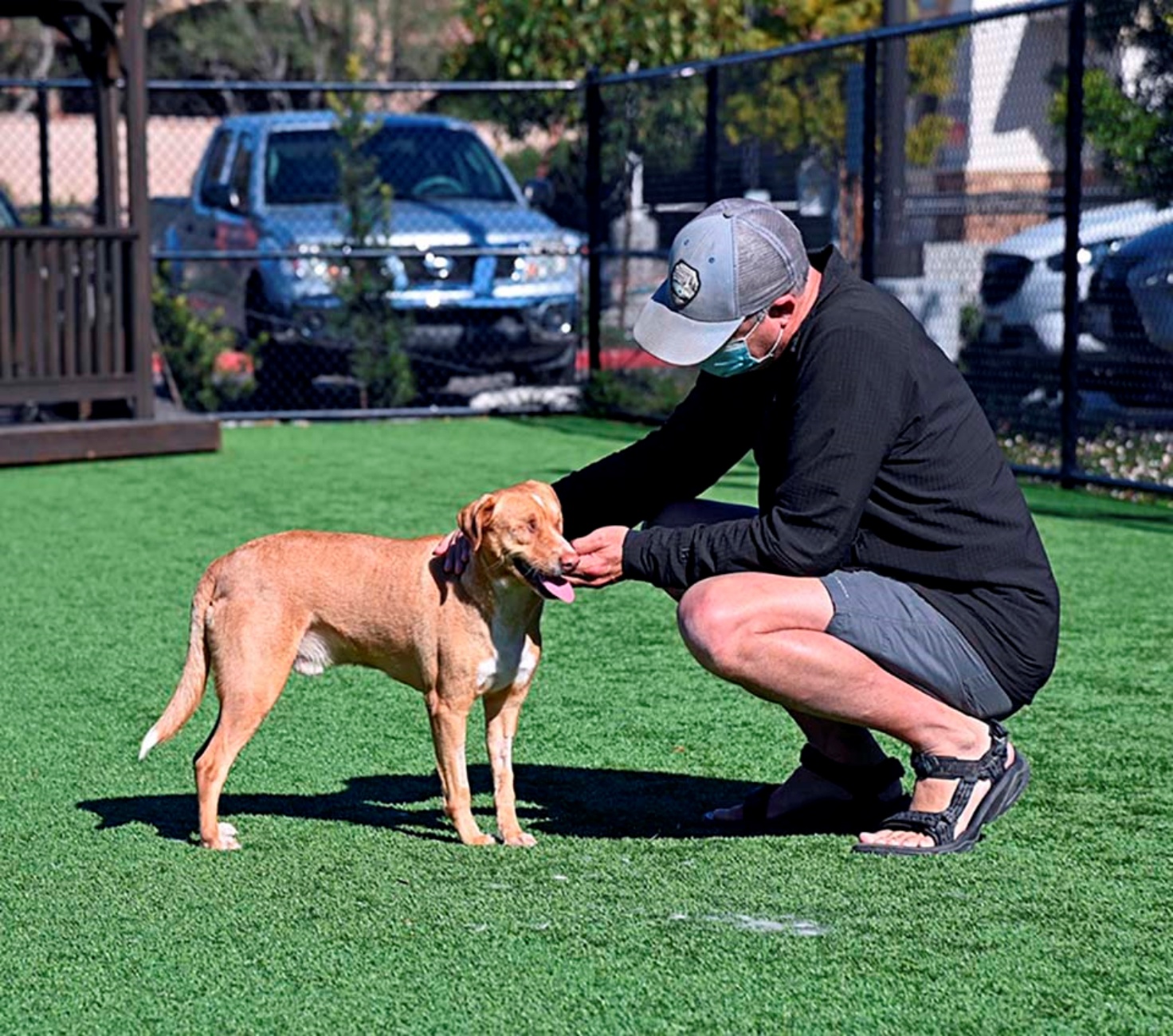 cane e umano