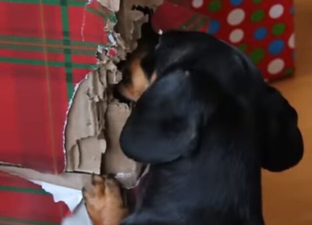 Il Bassotto non riesce a contenere la sua eccitazione nello scartare i regali di Natale (VIDEO)
