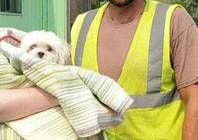 Stava guidando il suo camion della spazzatura ed è riuscito a evitare che questo cagnolino morisse