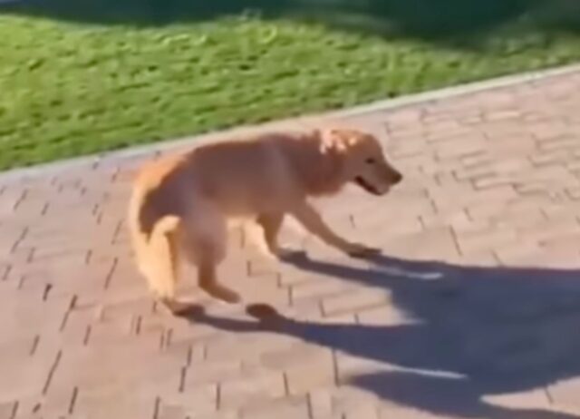 Un cane riesce a salire sul tetto di una casa utilizzando una scala (VIDEO)