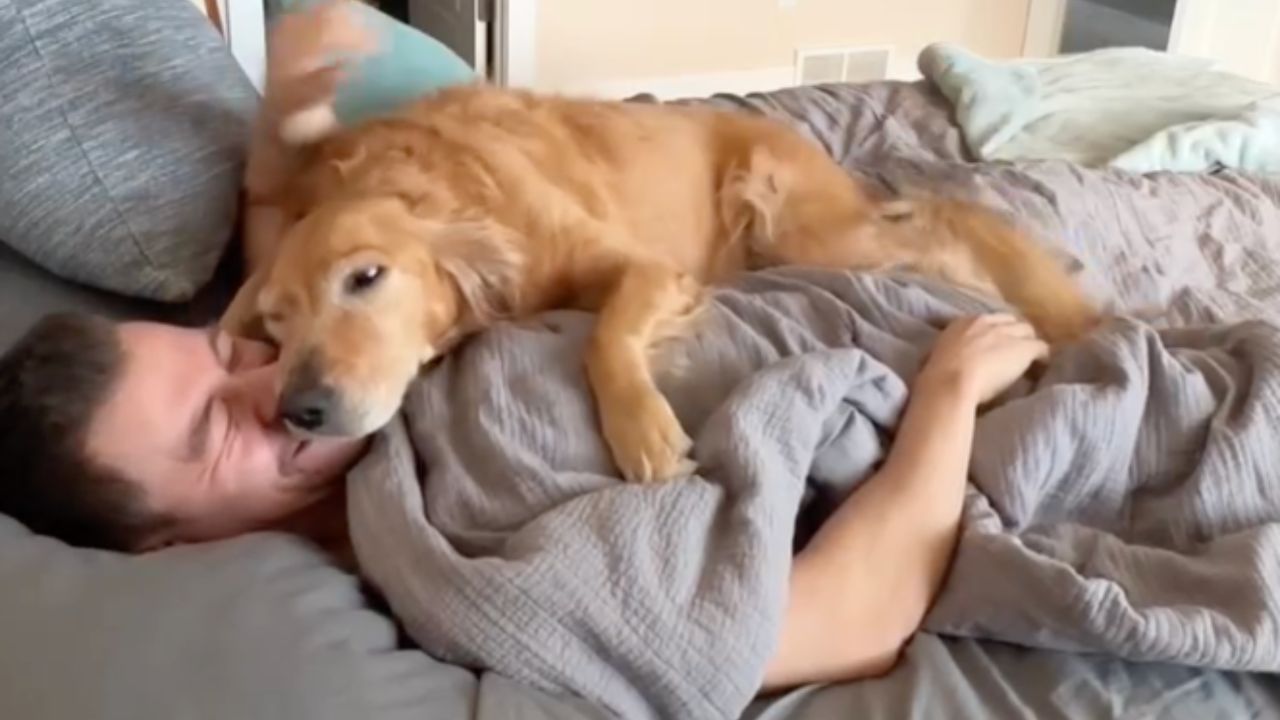 il cane raggiunge il padrone sul letto