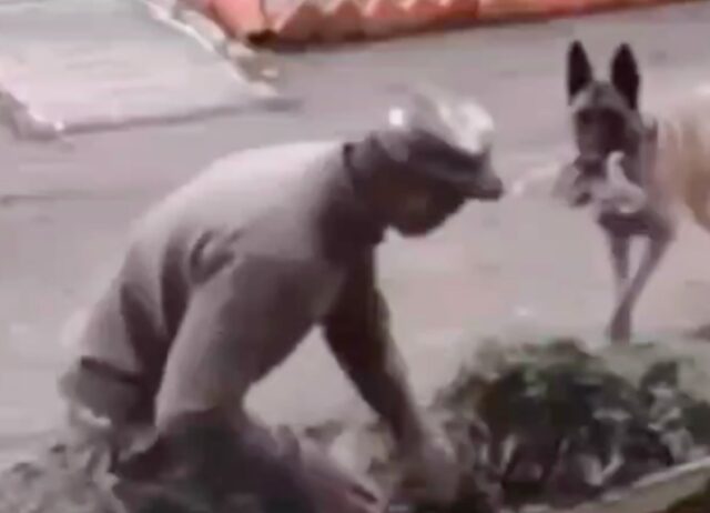 cane aiuta un uomo