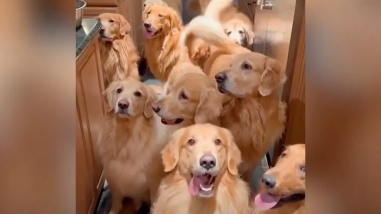 Golden Retriver