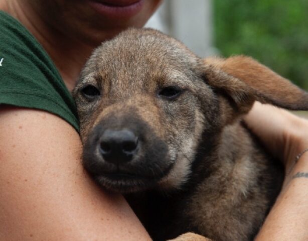 Una vittoria per i volontari: il macello di carne di cani ha finalmente chiuso